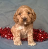 Little Star Female Cockapoo Puppy For Sale Millersburg Ohio