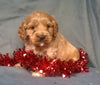 Little Star Female Cockapoo Puppy For Sale Millersburg Ohio