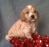 Santa Male Cockapoo Puppy For Sale Millersburg Ohio