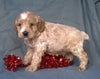 Santa Male Cockapoo Puppy For Sale Millersburg Ohio