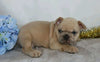 AKC Registered French Bulldog For Sale Wooster, OH Male- Waldo