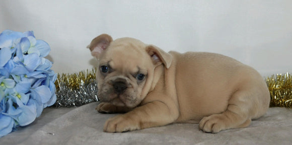 AKC Registered French Bulldog For Sale Wooster, OH Male- Waldo
