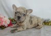 AKC Registered French Bulldog For Sale Wooster, OH Female- Waneta