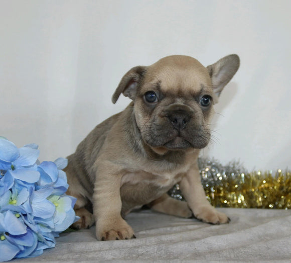 AKC Registered French Bulldog For Sale Wooster, OH Male- Webster