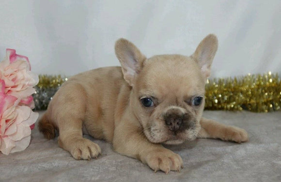 AKC Registered French Bulldog for Sale Wooster, OH Female- Wendy