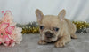 AKC Registered French Bulldog for Sale Wooster, OH Female- Wendy
