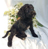 Goldendoodle For Sale Fredericksburg, OH Female- Willa