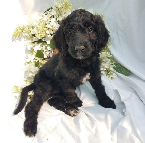 Goldendoodle For Sale Fredericksburg, OH Female- Willa