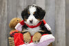 AKC Registered Bernese Mountain Dog For Sale Brinkhaven, OH Female- Willow