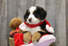 AKC Registered Bernese Mountain Dog For Sale Brinkhaven, OH Female- Willow