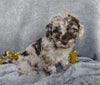 Medium F1B Labradoodle For Sale Millersburg, OH Female- Winnie