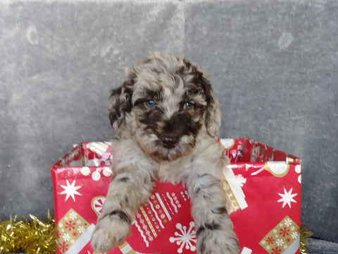 Medium F1B Labradoodle For Sale Millersburg, OH Female- Winnie