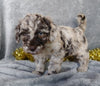 Medium F1B Labradoodle For Sale Millersburg, OH Female- Winnie