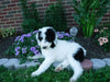 Sheepadoodle (Standard) For Sale Baltic, OH Male- Winston