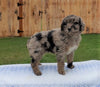 Mini Aussiedoodle For Sale Holmesville, OH Male- Winston