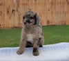 Mini Aussiedoodle For Sale Holmesville, OH Male- Winston