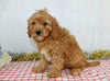 Cavapoo For Sale Wooster, OH Male- Xacob