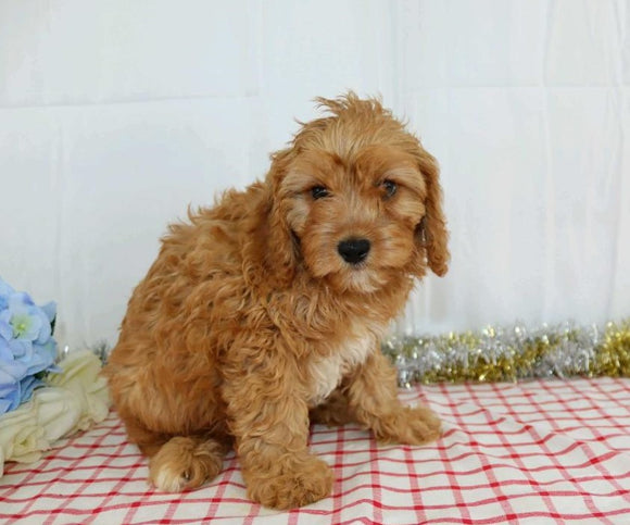 Cavapoo For Sale Wooster, OH Male- Xacob