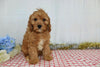 Cavapoo For Sale Wooster, OH Male- Xacob