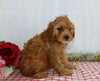 Cavapoo For Sale Wooster, OH Female- Xalina