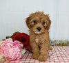 Cavapoo For Sale Wooster, OH Female- Xalina