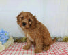 Cavapoo For Sale Wooster, OH Male- Xarles