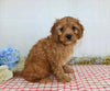 Cavapoo For Sale Wooster, OH Male- Xarles