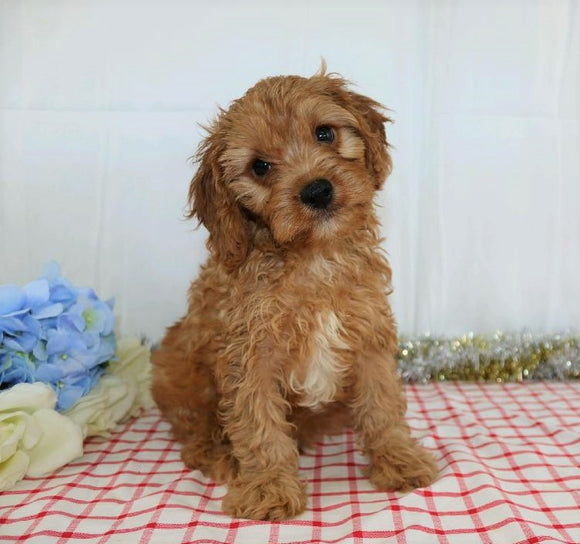 Cavapoo For Sale Wooster, OH Male- Xarles