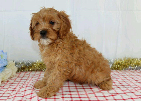 Cavapoo For Sale Wooster, OH Male- Xerxes