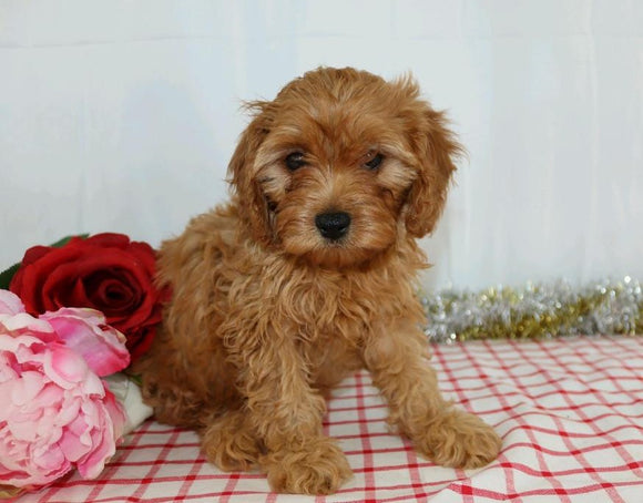 Cavapoo For Sale Wooster, OH Female- Xita