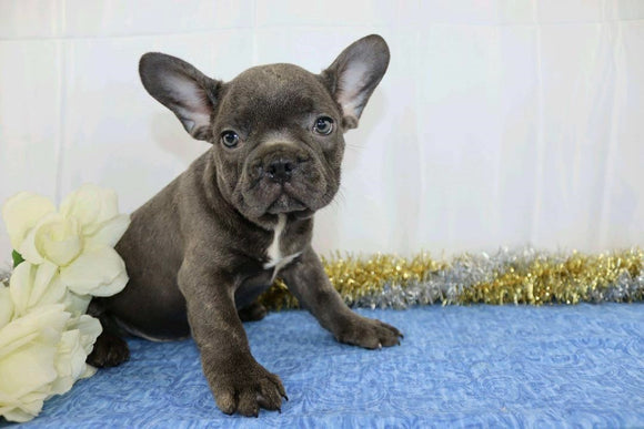 AKC Registered French Bulldog For Sale Wooster, OH Male- Yadon