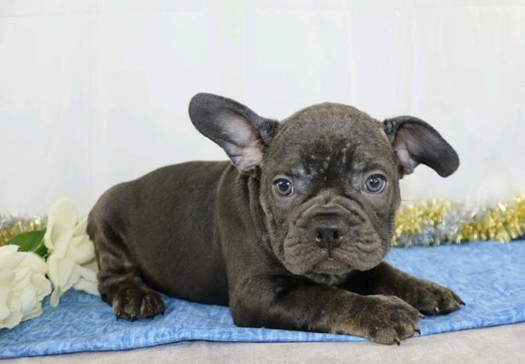 AKC Registered French Bulldog For Sale Wooster, OH Male- Yates