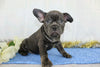 AKC Registered French Bulldog For Sale Wooster, OH Male- Yates