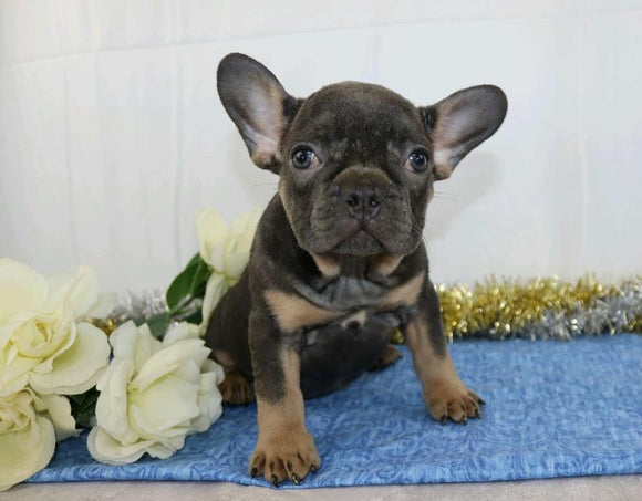 AKC Registered French Bulldog For Sale Wooster, OH Male- Yogi