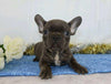 AKC Registered French Bulldog For Sale Wooster, OH Male- York