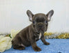 AKC Registered French Bulldog For Sale Wooster, OH Male- York