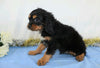 AKC Registered Cavalier King Charles Spaniel For Sale Wooster, OH Male- Zac