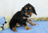 AKC Registered Cavalier King Charles Spaniel For Sale Wooster, OH Male- Zac