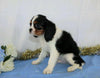 AKC Registered Cavalier King Charles Spaniel For Sale Wooster, OH Male- Zed