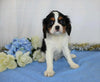 AKC Registered Cavalier King Charles Spaniel For Sale Wooster, OH Male- Zed