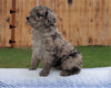 Mini Aussiedoodle For Sale Holmesville, OH Female- Zoey