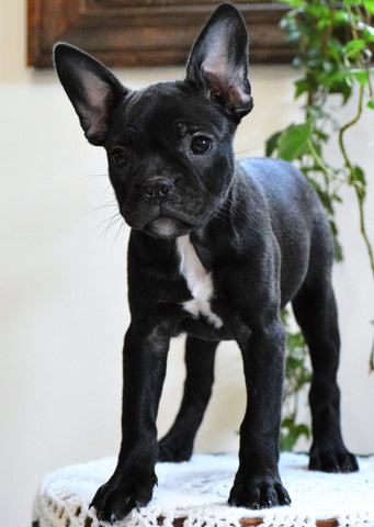 ICA Registered Frenchton Puppy For Sale Shiloh, OH Female- Zoey