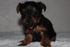 Yorkshire Terrier For Sale Fredericksburg, OH Female- Zoey