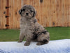 Mini Aussiedoodle For Sale Holmesville, OH Female- Zoey