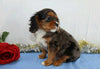 AKC Registered Cavalier King Charles Spaniel For Sale Wooster, OH Female- Zoey
