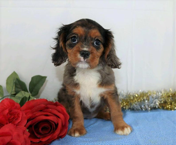 AKC Registered Cavalier King Charles Spaniel For Sale Wooster, OH Male- Zola