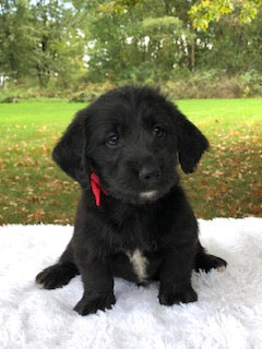 F1 Mini Labradoodle For Sale Dundee, OH Male- Zues