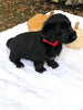 F1 Mini Labradoodle For Sale Dundee, OH Male- Zues