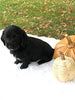 F1 Mini Labradoodle For Sale Dundee, OH Male- Zues