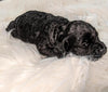 Cockapoo Puppy For Sale Dundee, OH Male- Ben